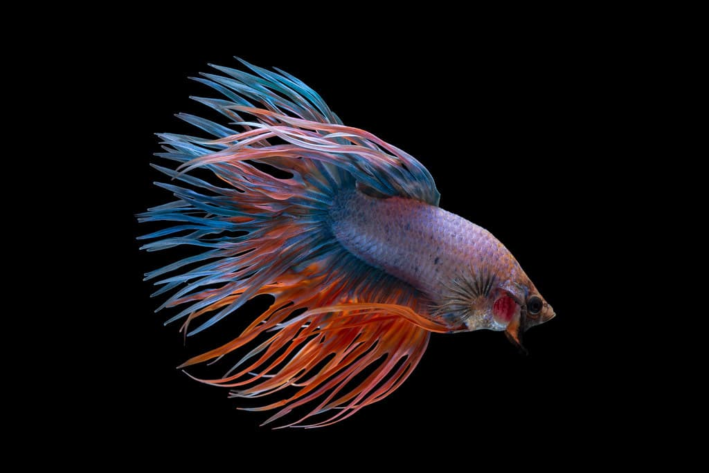 /_next/static/image/public/crowntail.cd40a6f45ff2bdf13a00719c94e62ea7.jpeg